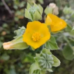 ABUTILON GRANDIFOLIUM