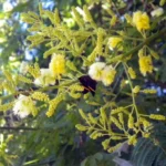 ACACIA BONARIENSIS