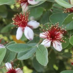 ACCA SELLOWIANA