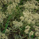 ACHROCLINE SATUROIDES