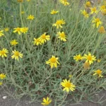 ACMELLA DECUMBENS