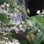 ALOYSIA GRATTISIMA