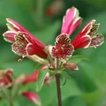 ALSTROEMERIA PSITTACINA