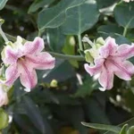 ARAUJIA SERICIFERA
