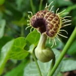ARISTOLOCHIA FIAMBRIATA
