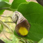 ARISTOLOCHIA TRIANGULARIS