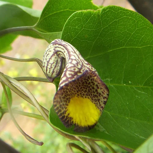334-1.webp ARISTOLOCHIA TRIANGULARIS - Imagen 1