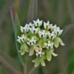 ASCLEPIA MELLODORA