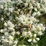 AUSTROEUPATORIUM INULIFOLIUM
