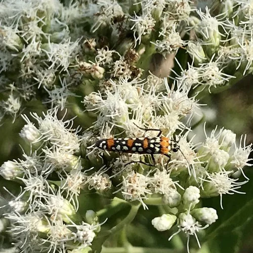 337-1.webp AUSTROEUPATORIUM INULIFOLIUM - Imagen 1