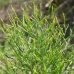 BACCHARIS ARTICULATA