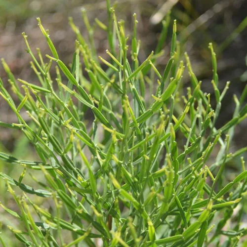 338-1.webp BACCHARIS ARTICULATA - Imagen 1