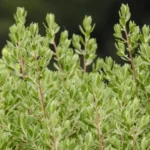 BACCHARIS DRACUNCUNFOLIA