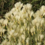 BACCHARIS NOTOSERGILA