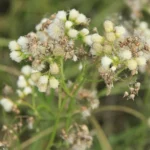 BACCHARIS PINGRAEA