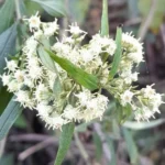 BACCHARIS PUNCTULATA