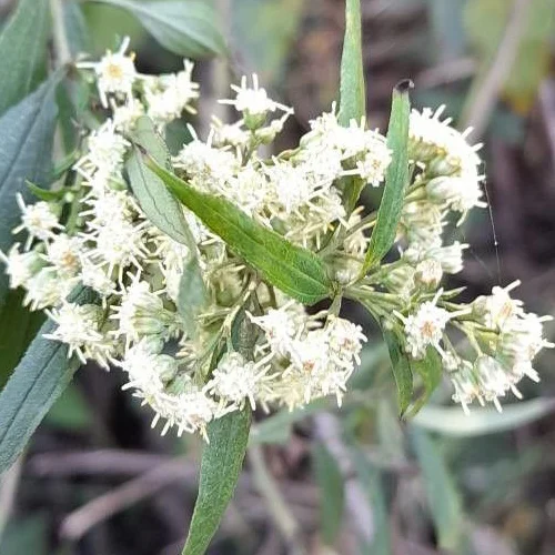 342-1.webp BACCHARIS PUNCTULATA - Imagen 1