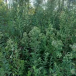 BACCHARIS SALICIFOLIA