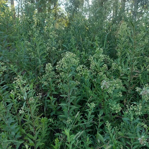 343-1.webp BACCHARIS SALICIFOLIA - Imagen 1