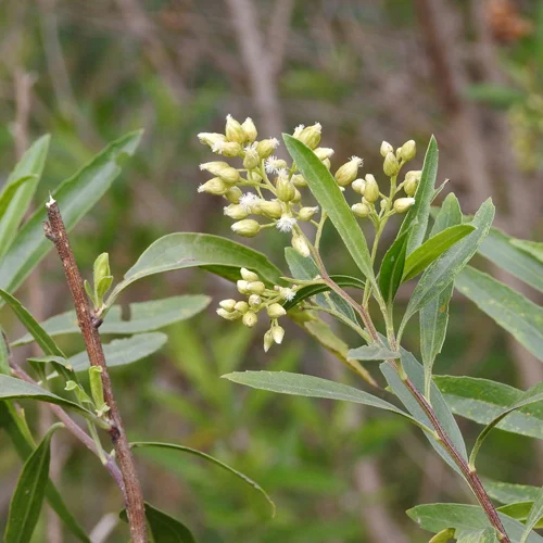344-1.webp BACCHARIS SPICATA - Imagen 1