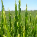 BACCHARIS TRIMERA