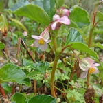 BEGONIA CUCULLATA