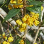 BERBERIS RUSCIFOLIA