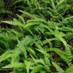 BLECHNUM AURICULATUM