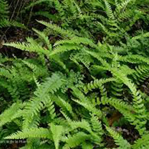 348-1.webp BLECHNUM AURICULATUM - Imagen 1