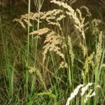 BRISA SUBARISTATA