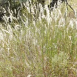 BOTHRIOCHLOA LAGUROIDES