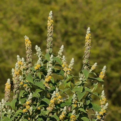 351-1.webp BUDDLEJA STACHYOIDES - Imagen 1