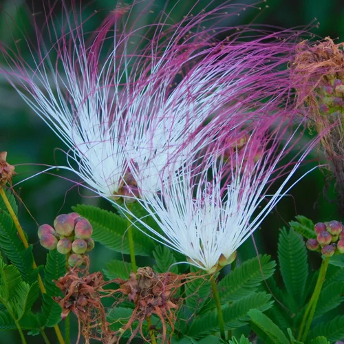 353-1.webp CALLIANDRA PARVIFOLIA/SELLOI - Imagen 1