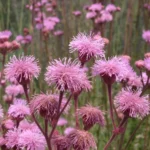 CAMPOLOCLINIUM MACROCEPHALUM