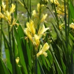 CANNA GLAUCA