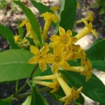 CESTRUM PARQUI