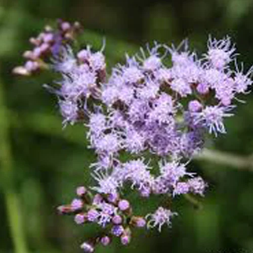 360-1.webp CROMOLAENA IVIFOLIA - Imagen 1