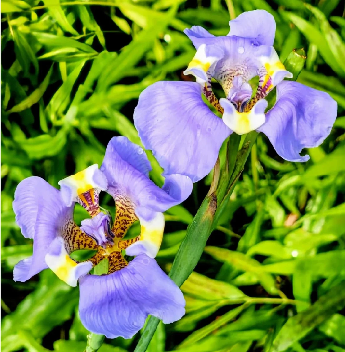 362-1.webp CYPELLA COELESTIS - Imagen 1