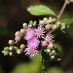 CYRTOCYMURA SCORPOIDES