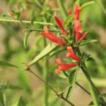 DICLIPTERA TWEEDIANA/SQUARROSA