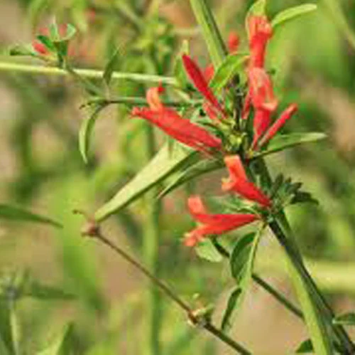 367-1.webp DICLIPTERA TWEEDIANA/SQUARROSA - Imagen 1