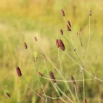 ERYNGIUM EBRACTATUM