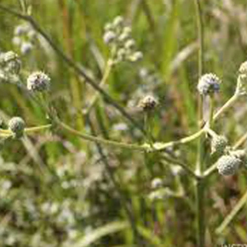 369-1.webp ERYNGIUM ELEGANS - Imagen 1