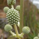 ERYNGIUM PANICULATUM
