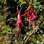FUCHSIA MAGELLANICA