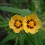 GAYA PARVIFLORA