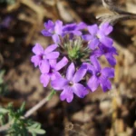 GLANDULARIA DISSECTA