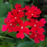 GLANDULARIA PERUVIANA