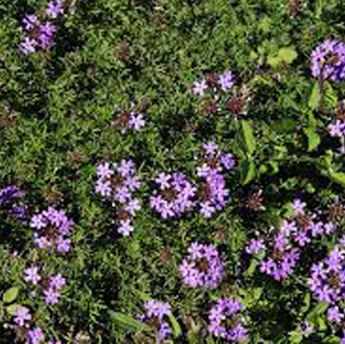 375-1.webp GLANDULARIA PULCHELLA - Imagen 1