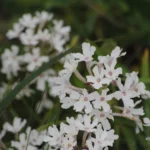 GLANDULARIA PLATENSIS